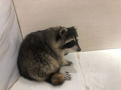-浣熊柯尔鸭土拨鼠·电玩咖