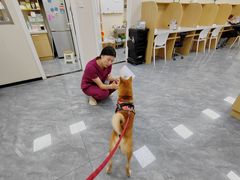 -美联众合爱康动物医院•复杂内科•肿瘤科•牙科•腔镜诊疗中心