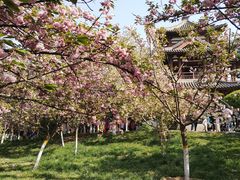 -西安青龙寺遗址景区