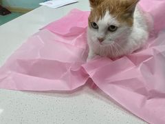 -北京观赏动物医院·24小时大型综合·猫专科·异宠专科