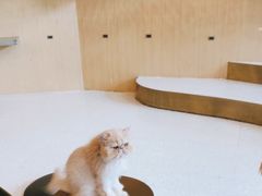 -飞行喵MR PILOT|猫舍·猫咖(静安大融城店)