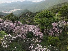 -梧桐山风景名胜区