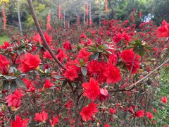 -广州市白云山风景名胜区