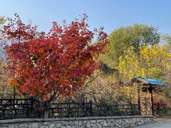 -北京鹫峰国家森林公园