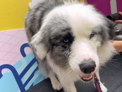 -帕帕拉兹宠物(亚洲旗舰店)