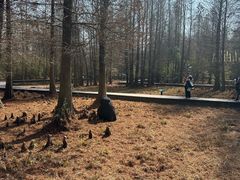 -溱湖国家湿地公园