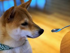 -柴犬小屋·柴餐厅·狗咖食堂(金鼎广场店)