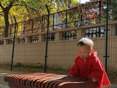 -三里屯东五街银杏大道