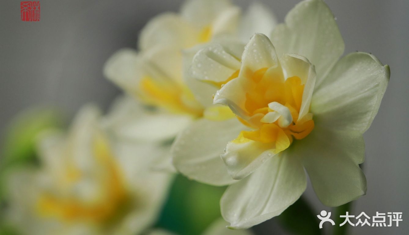 金盏玉台20200309