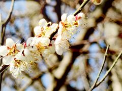 -花开海上生态园