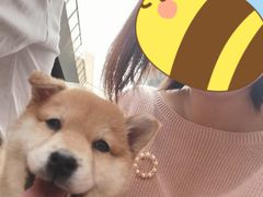 -柯斗斗主题餐厅·狗咖·围炉煮茶·茶饮(国瑞升平里店)