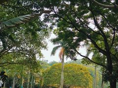-深圳仙湖植物园