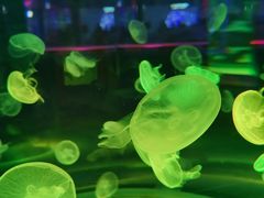-上海海昌海洋公园