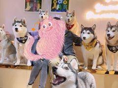 -Husky Go! 哈士奇体验馆·宠物咖啡厅狗咖