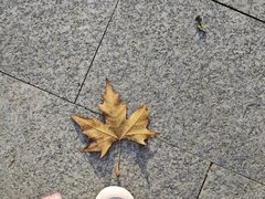 -何师傅美蛙鱼头(汉街店)