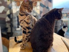 -喵屿·大理花园猫咖