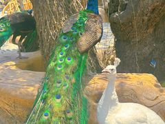 -西双版纳傣族园