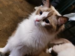 -喵屿·大理花园猫咖