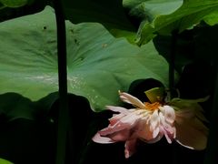 -陈家山荷花公园