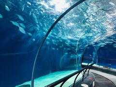 -上海海洋水族馆