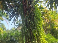 -中国科学院西双版纳热带植物园
