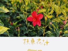 -深圳人才公园