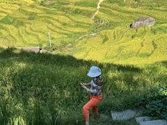 -紫鹊界梯田景区