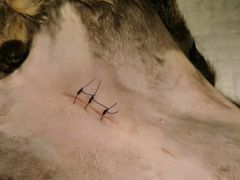 -佳怡动物医院·平价24小时·猫专科骨外科