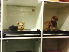 -熊小胖宠物生活馆(天华园店)