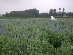 图像037-北京东方普罗旺斯薰衣草庄园