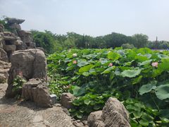 -洛阳市隋唐城遗址植物园