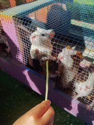 -萌宠亲子动物乐园(槐房万达店)