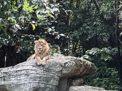 -广州长隆野生动物世界