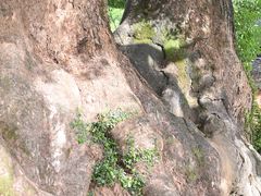 -杨家堂村