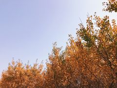 -千年银杏谷文化旅游区