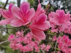 -上海佘山国家森林公园天马山园