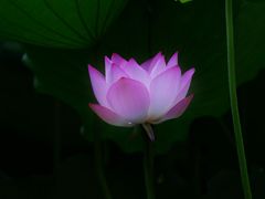-荔湾湖公园