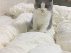 -屋虎猫馆(宝安大仟里店)