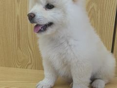 -中农大我爱我爱动物医院·核磁CT·猫病·24小时夜诊中心(石佛营店)