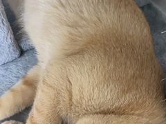 -芭比堂动物医院·24小时·眼科中心(深圳中心)