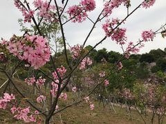 -聚龙山公园
