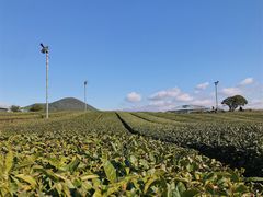 -雪绿茶博物馆