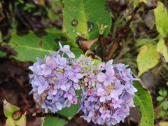 -西岭雪山大飞水景区