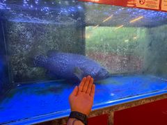 -大茄来海鲜餐厅(亚洲城分行)