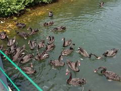 -长白岛森林公园