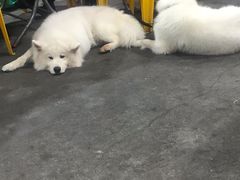 -顺德哥卜卜贝(旗舰店)