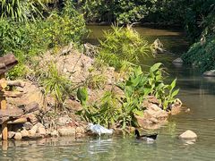 -深圳仙湖植物园