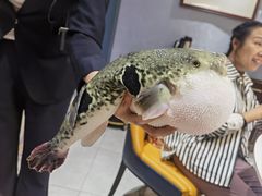 -鲐赏河豚(长寿店)