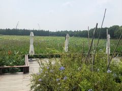 -艾溪湖湿地公园