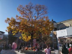 -Early Rider 儿童自行车(蓝色港湾店)